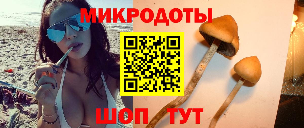 Псилоцибиновые грибы Psilocybe  Вход с VPN  Псилоцибиновые грибы Psilocybe  Новоалтайск 